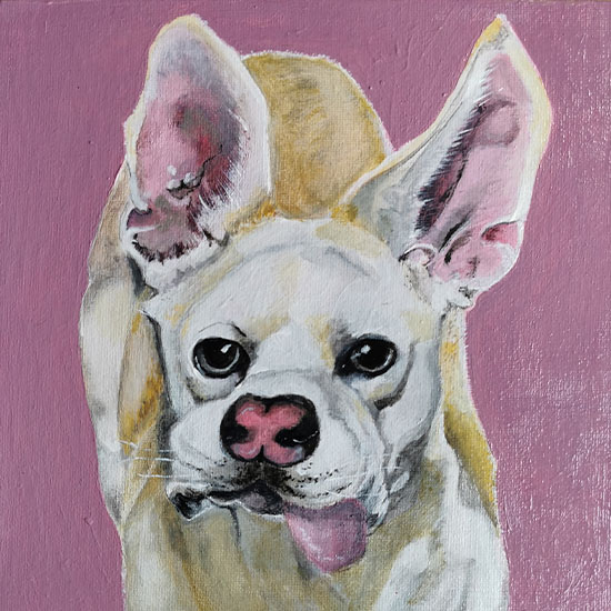 Portrait d’un chien aux oreilles tombantes, survivante de la maladie de Carré