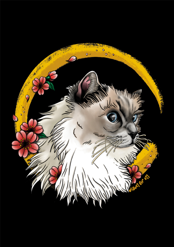 Le chat Socrate – Image 2